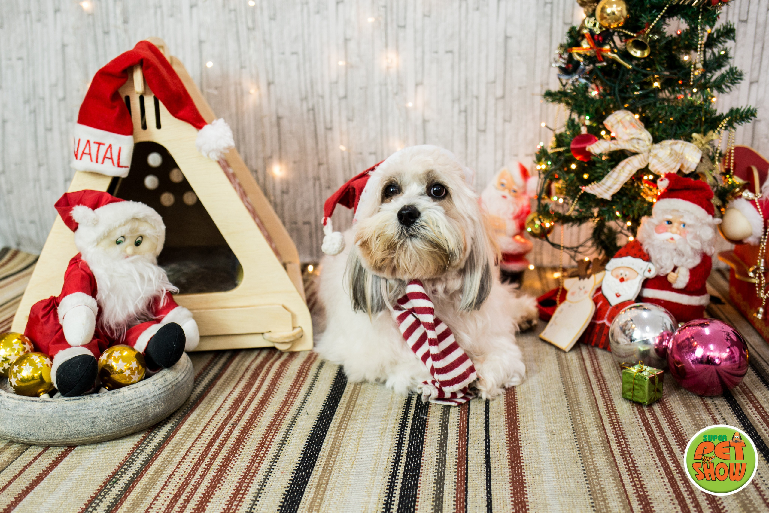 2019 — Natal encantado dos Pets. Fotografia Pet — estúdio, eventos, aniversários, ensaios temáticos