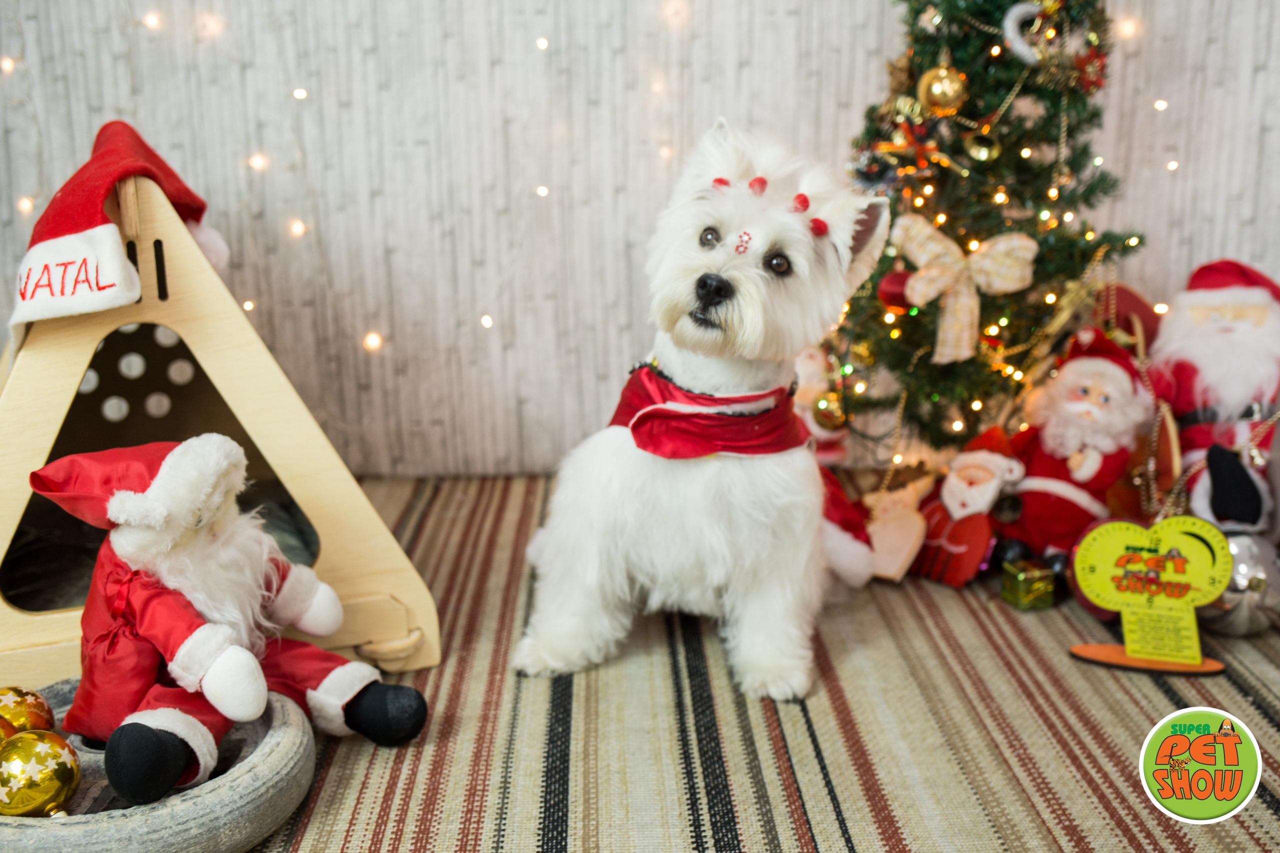 2019 — Natal encantado dos Pets. Fotografia Pet — estúdio, eventos, aniversários, ensaios temáticos