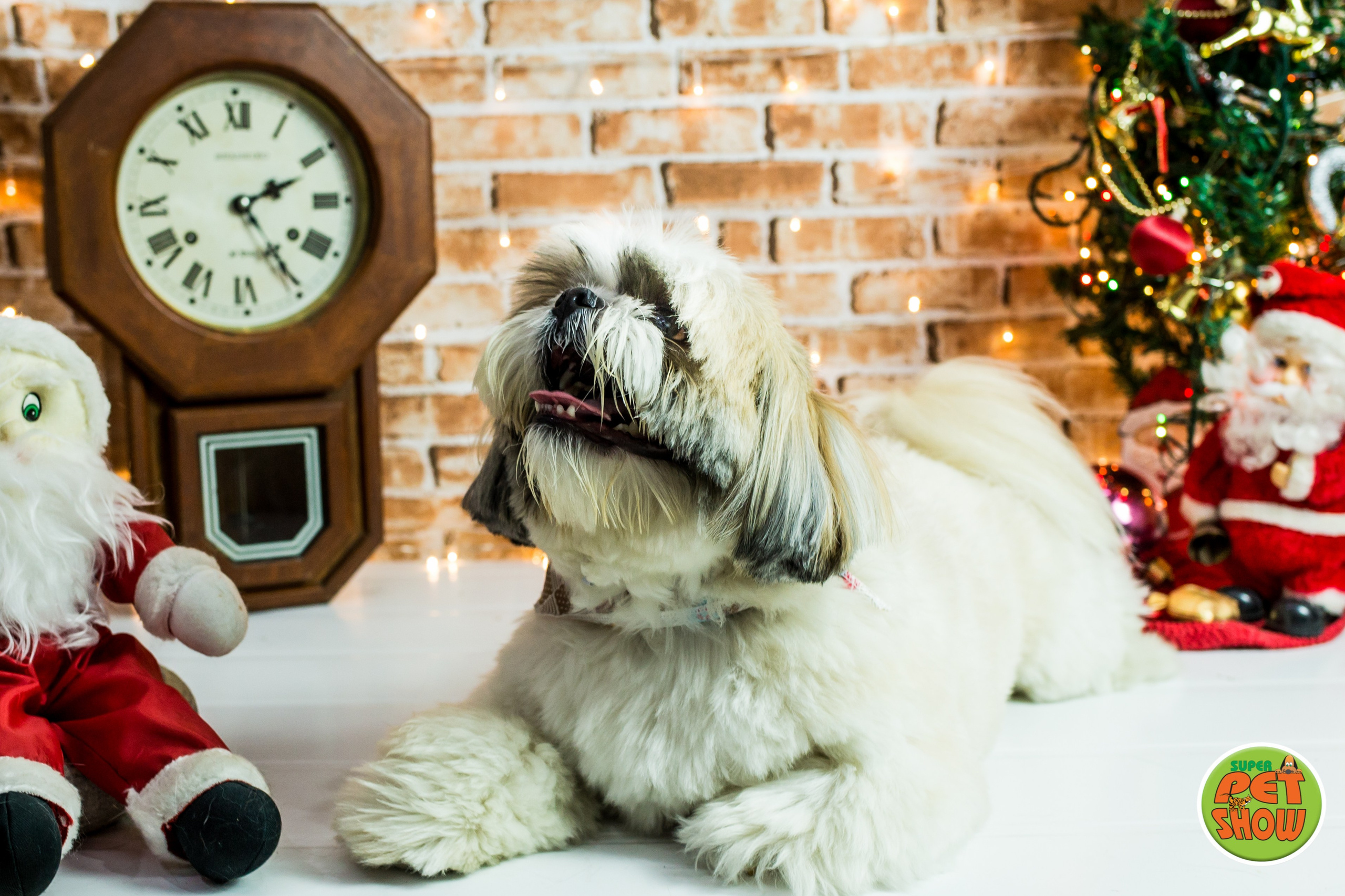 2019 — Natal encantado dos Pets. Fotografia Pet — estúdio, eventos, aniversários, ensaios temáticos