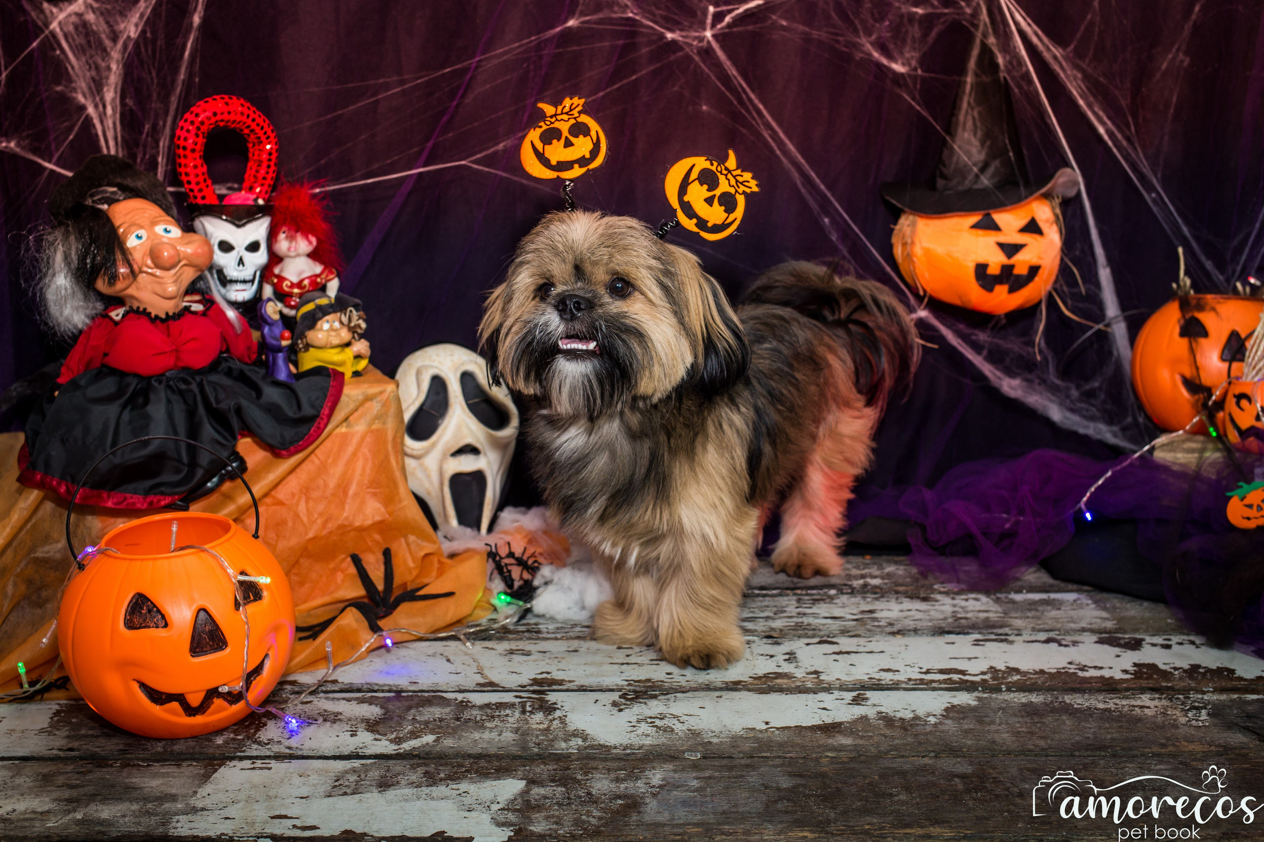 Hallowen — 2020 Doces ou travessuras. Fotografia Pet — estúdio, eventos, aniversários, ensaios temáticos