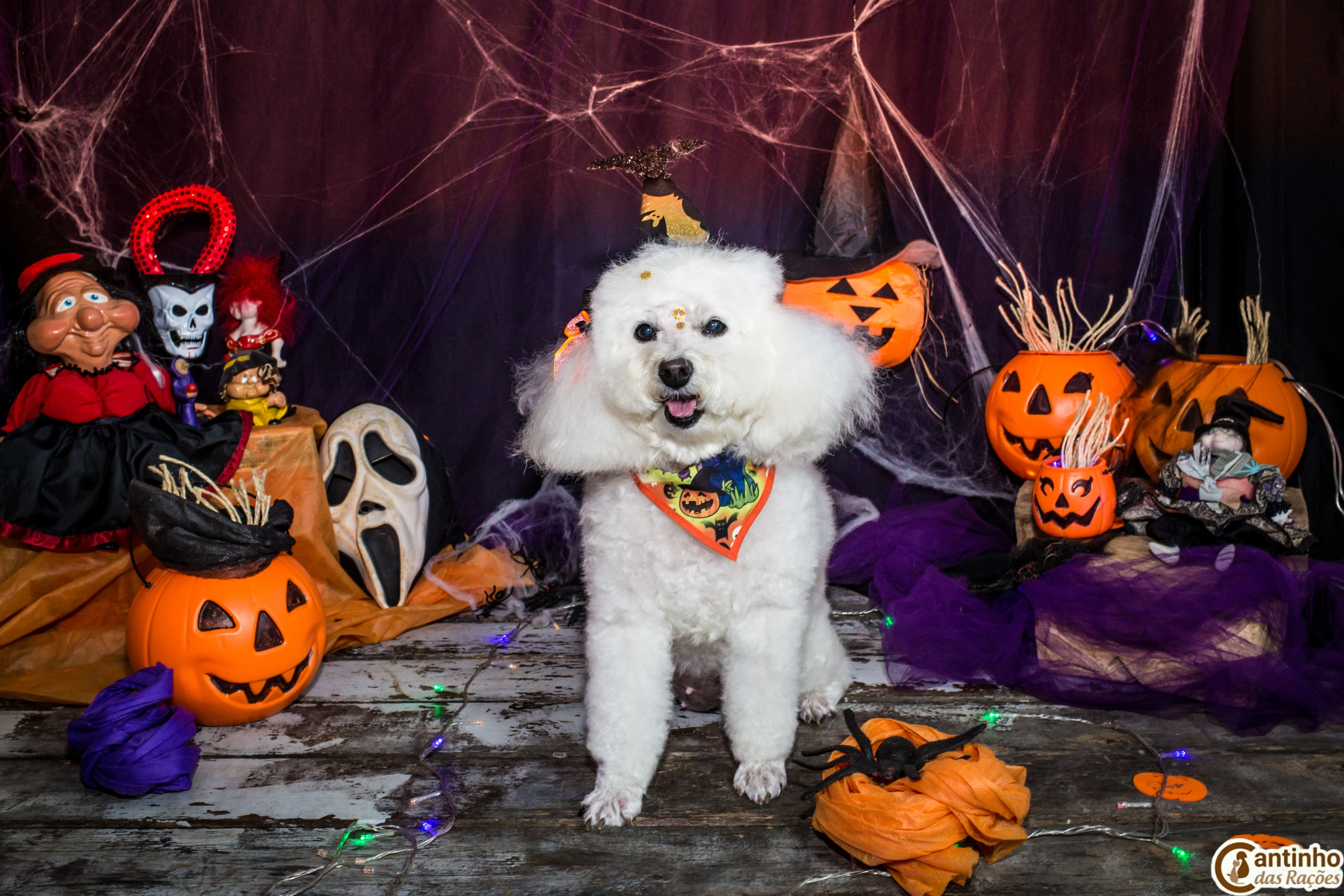 Hallowen — 2020 Doces ou travessuras. Fotografia Pet — estúdio, eventos, aniversários, ensaios temáticos