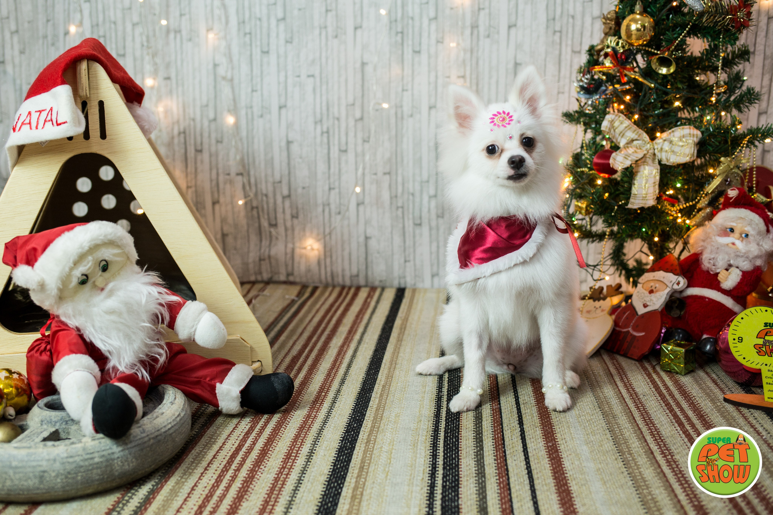 2019 — Natal encantado dos Pets. Fotografia Pet — estúdio, eventos, aniversários, ensaios temáticos