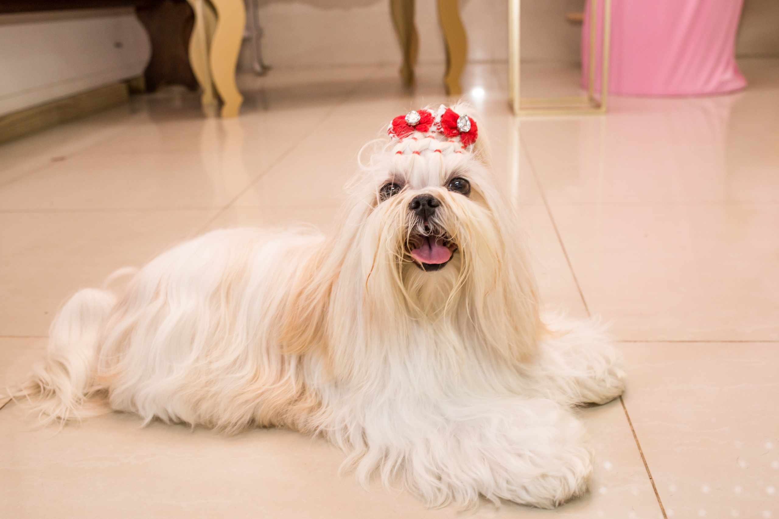 Kiara — 1 aninho. Fotografia Pet — estúdio, eventos, aniversários, ensaios temáticos