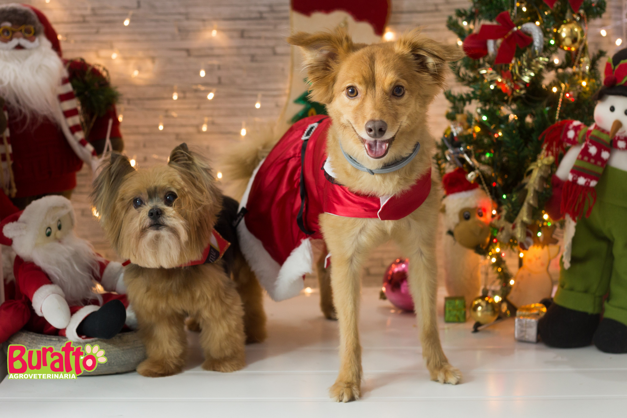 2018 — Natal encantado dos Pets. Fotografia Pet — estúdio, eventos, aniversários, ensaios temáticos