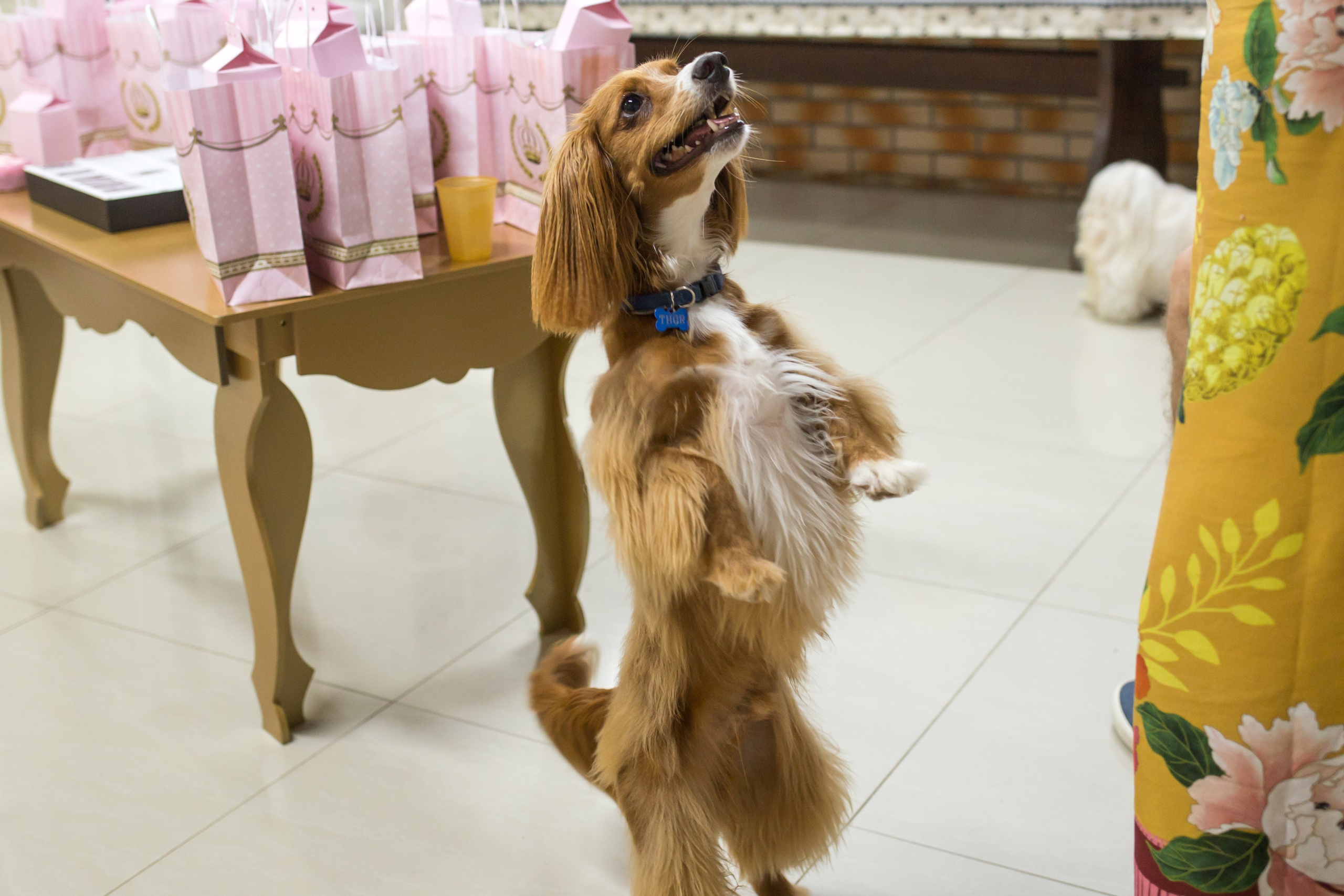 Kiara — 1 aninho. Fotografia Pet — estúdio, eventos, aniversários, ensaios temáticos