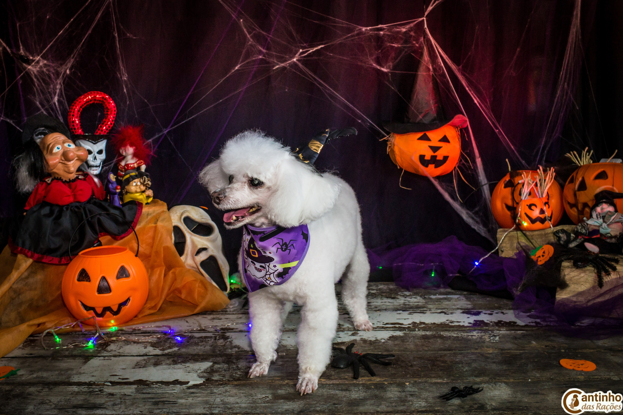 Hallowen — 2020 Doces ou travessuras. Fotografia Pet — estúdio, eventos, aniversários, ensaios temáticos