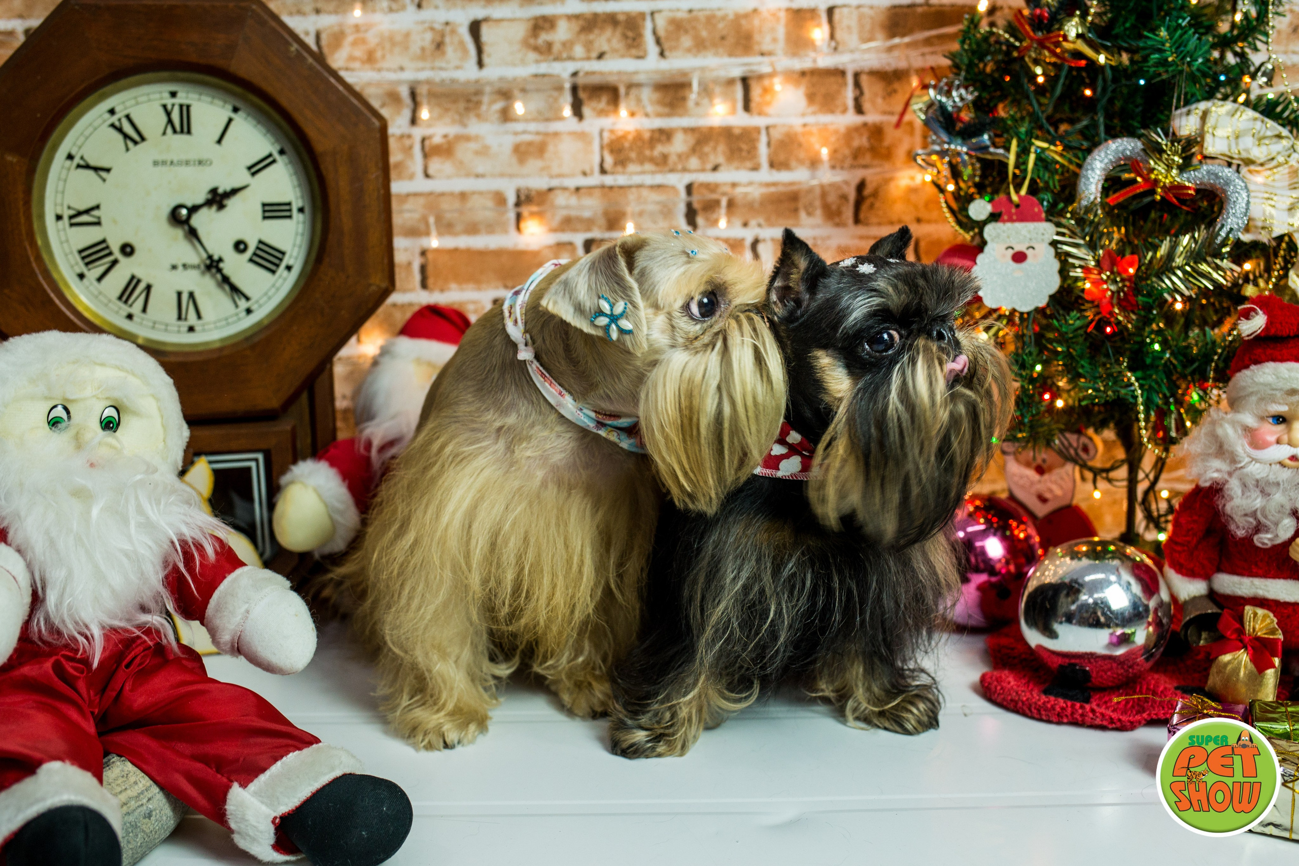 2019 — Natal encantado dos Pets. Fotografia Pet — estúdio, eventos, aniversários, ensaios temáticos