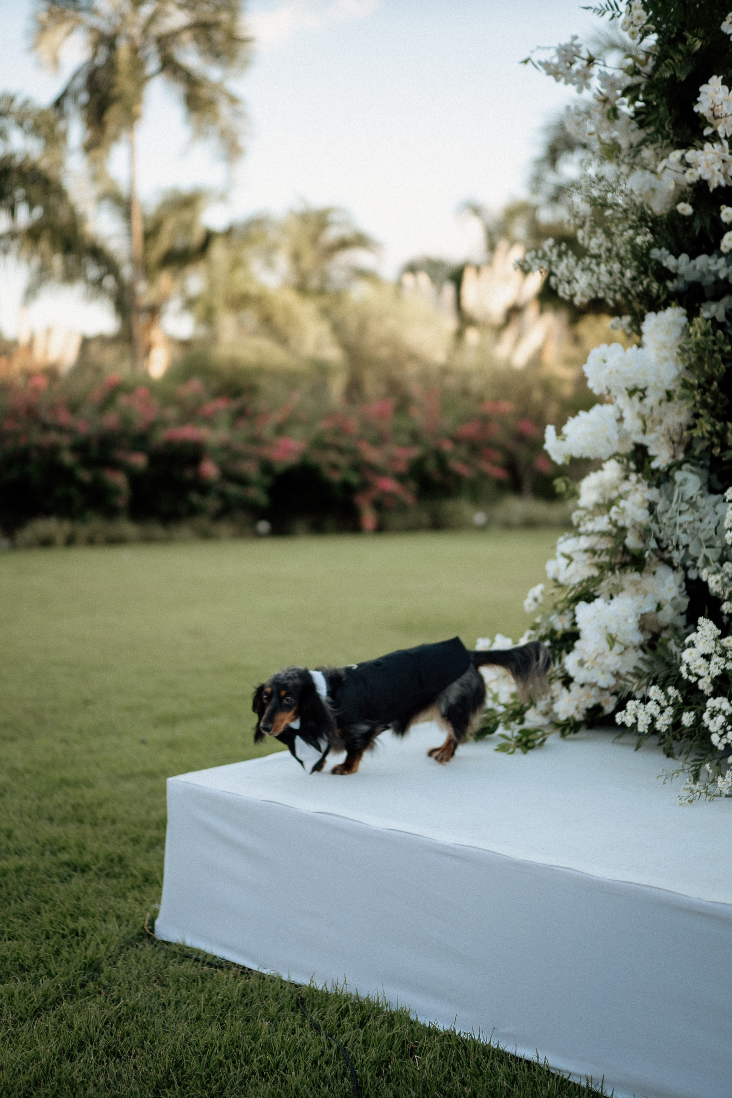 Amanda & Gustavo. Congiu Wedding