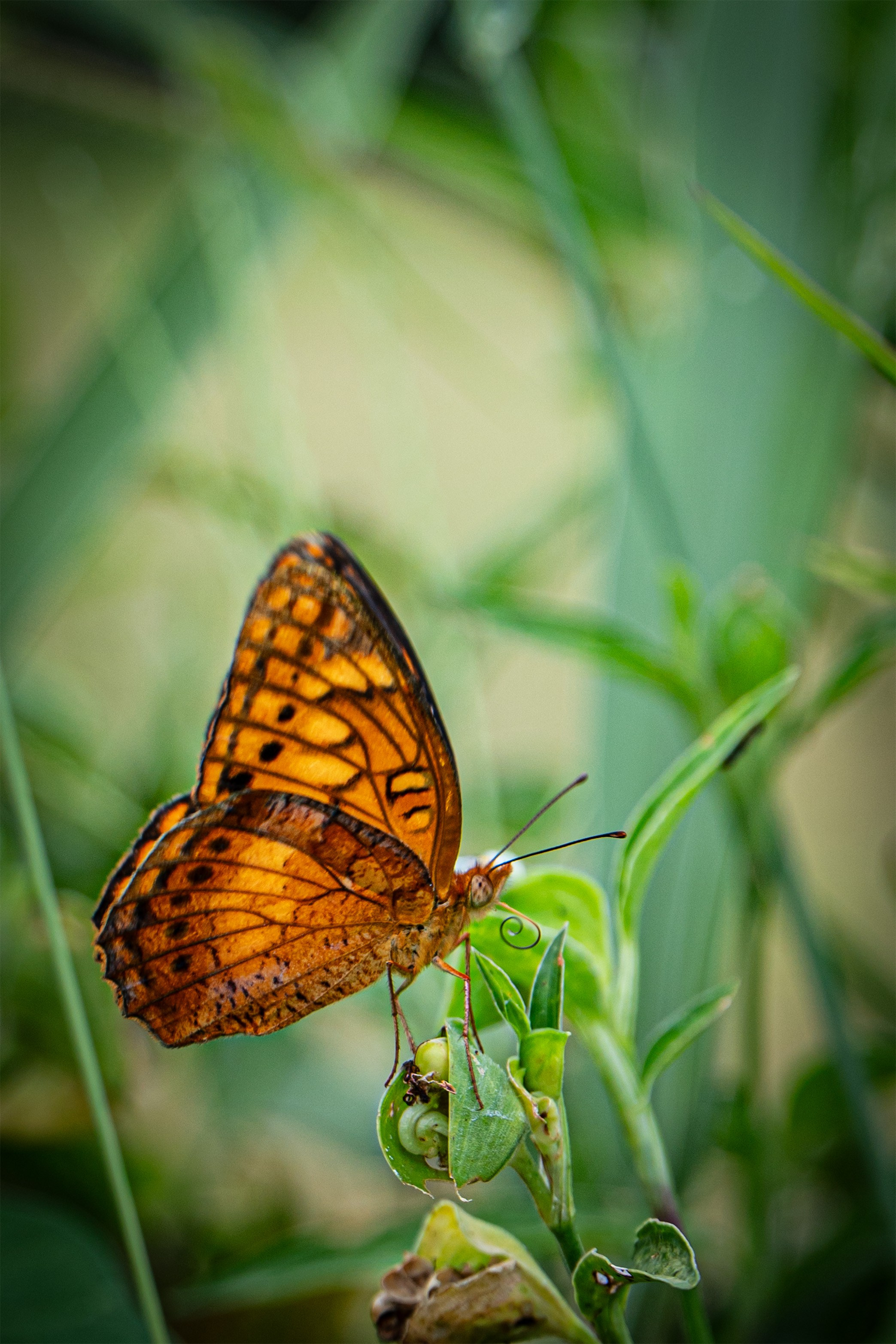 Fine Art. FabianoPhotography