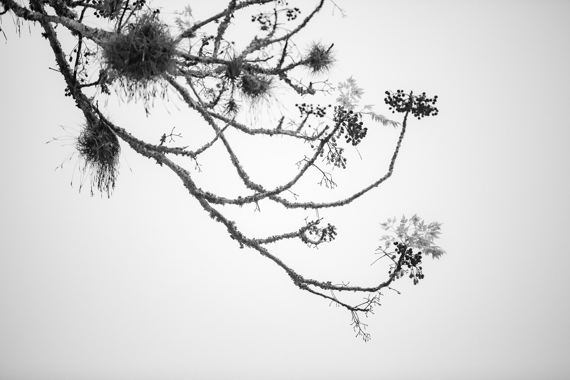 Silêncio. Fotógrafo de casamentos em Florianópolis