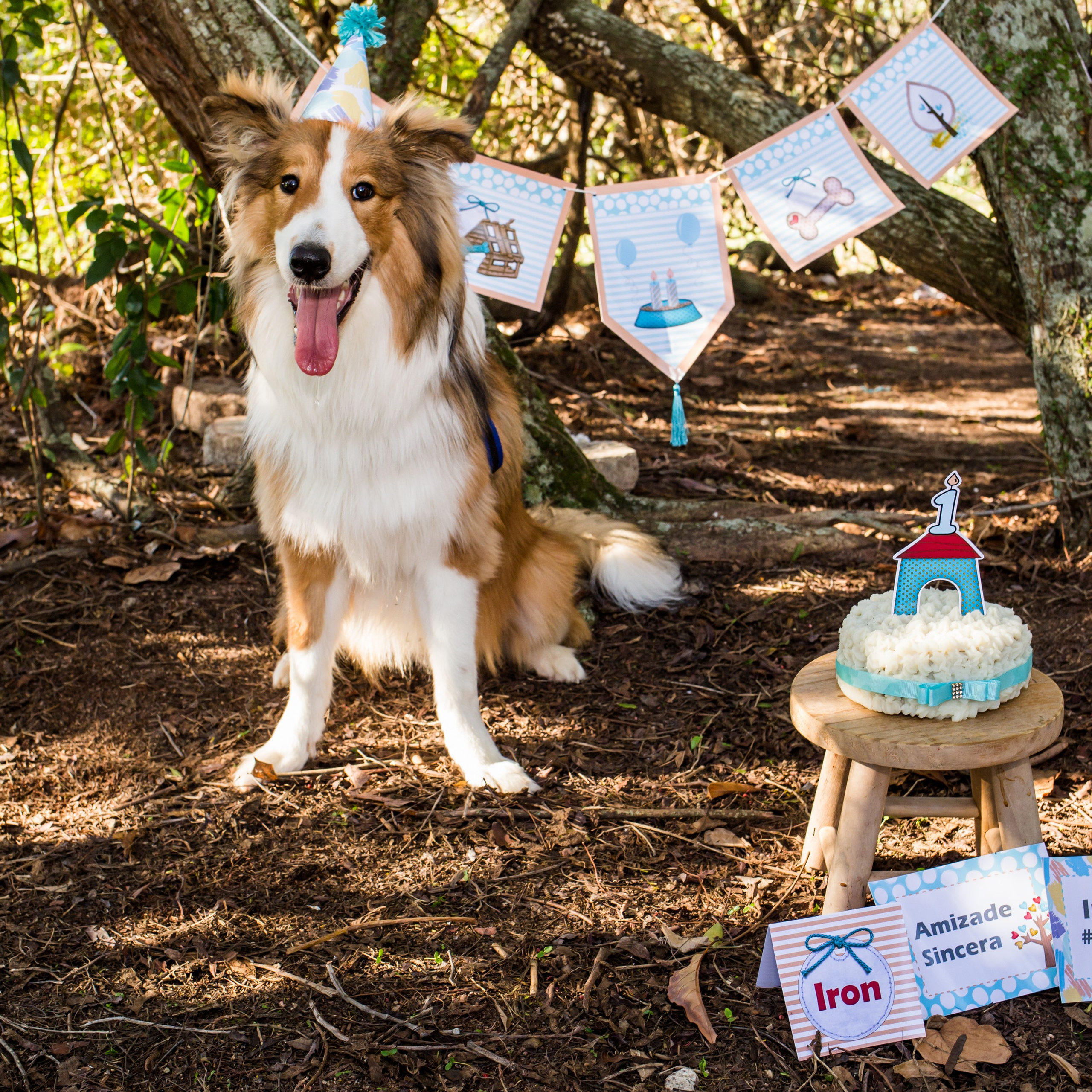 Adoro Festa Pet