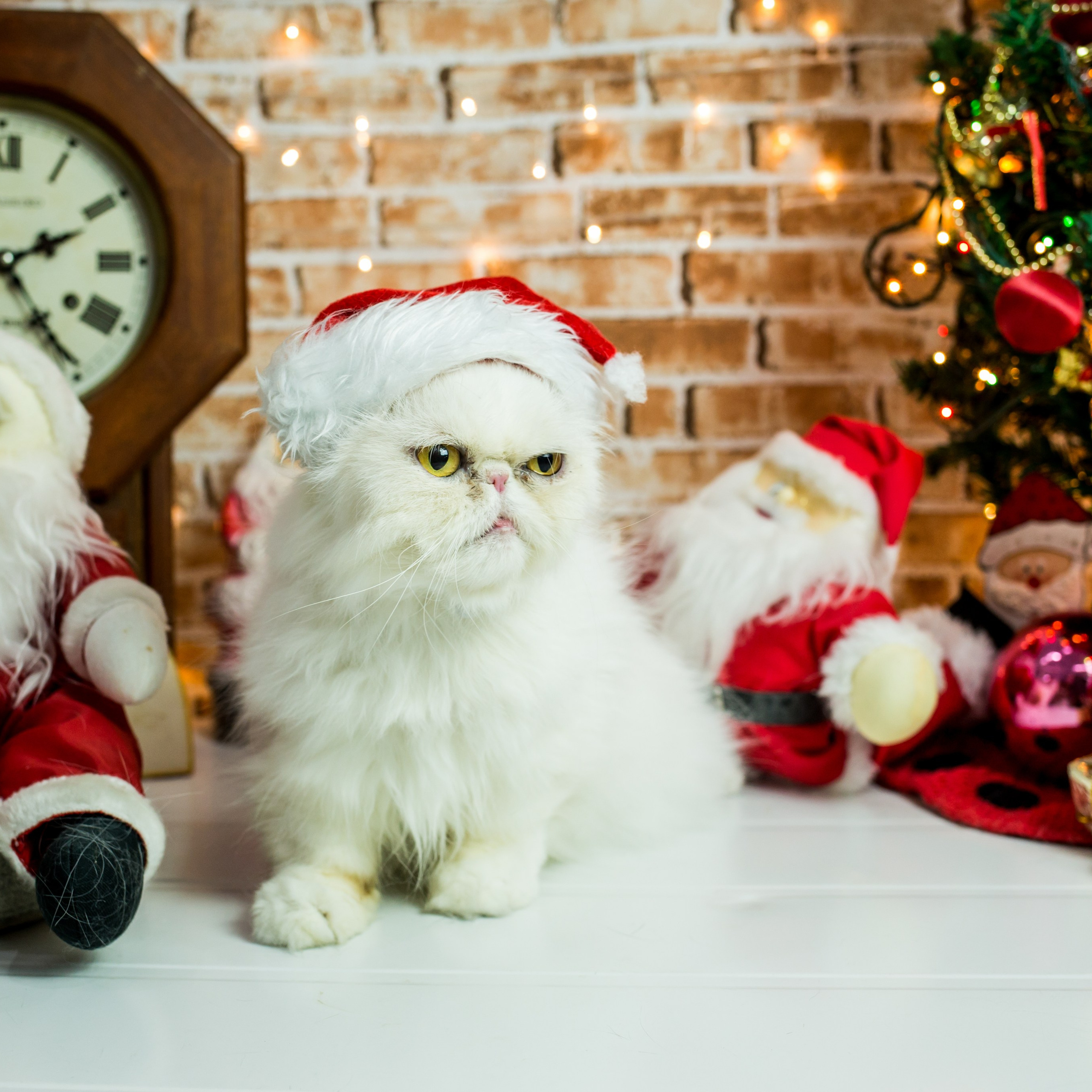 2019 — Natal encantado dos Pets