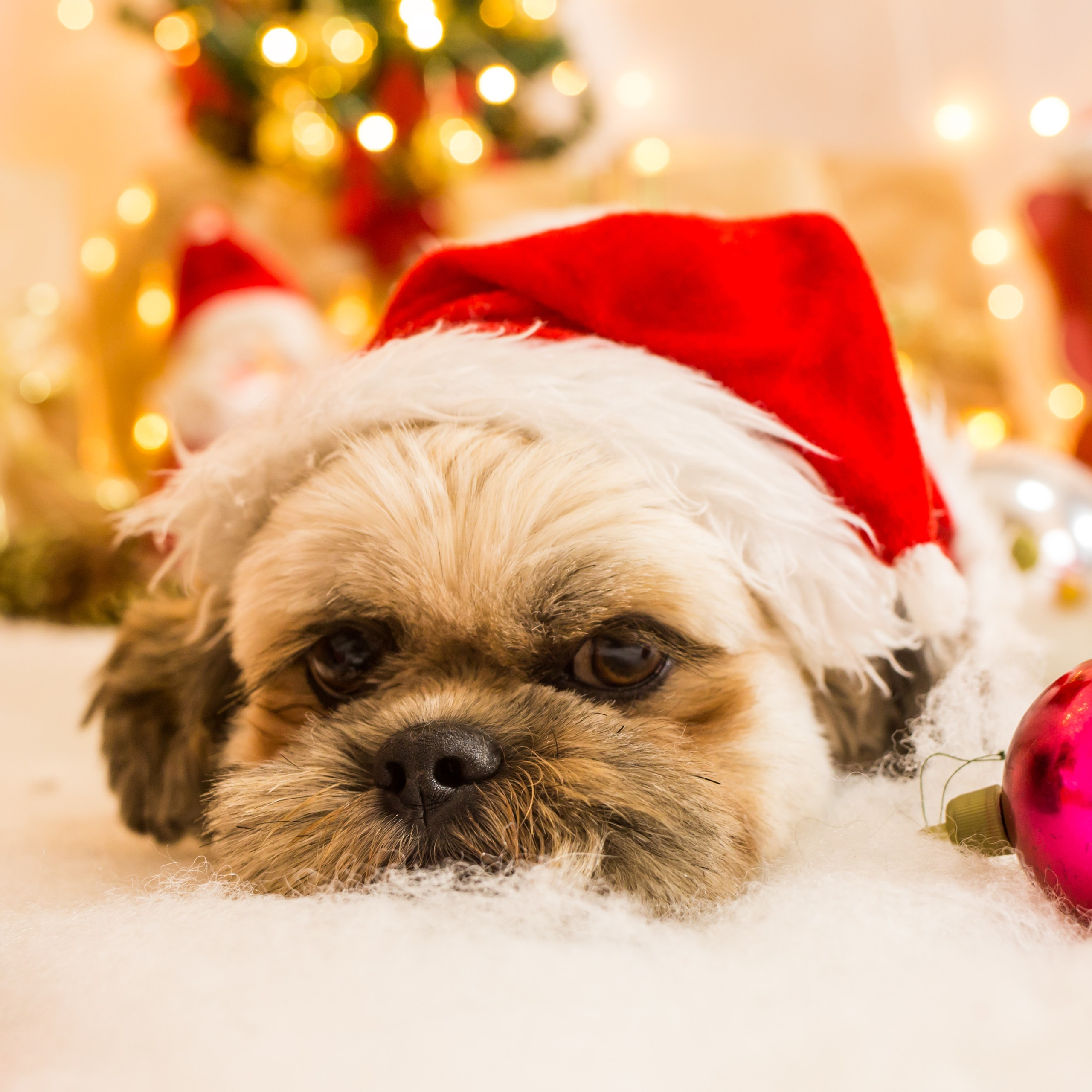 2021 — Natal encantado dos Pets