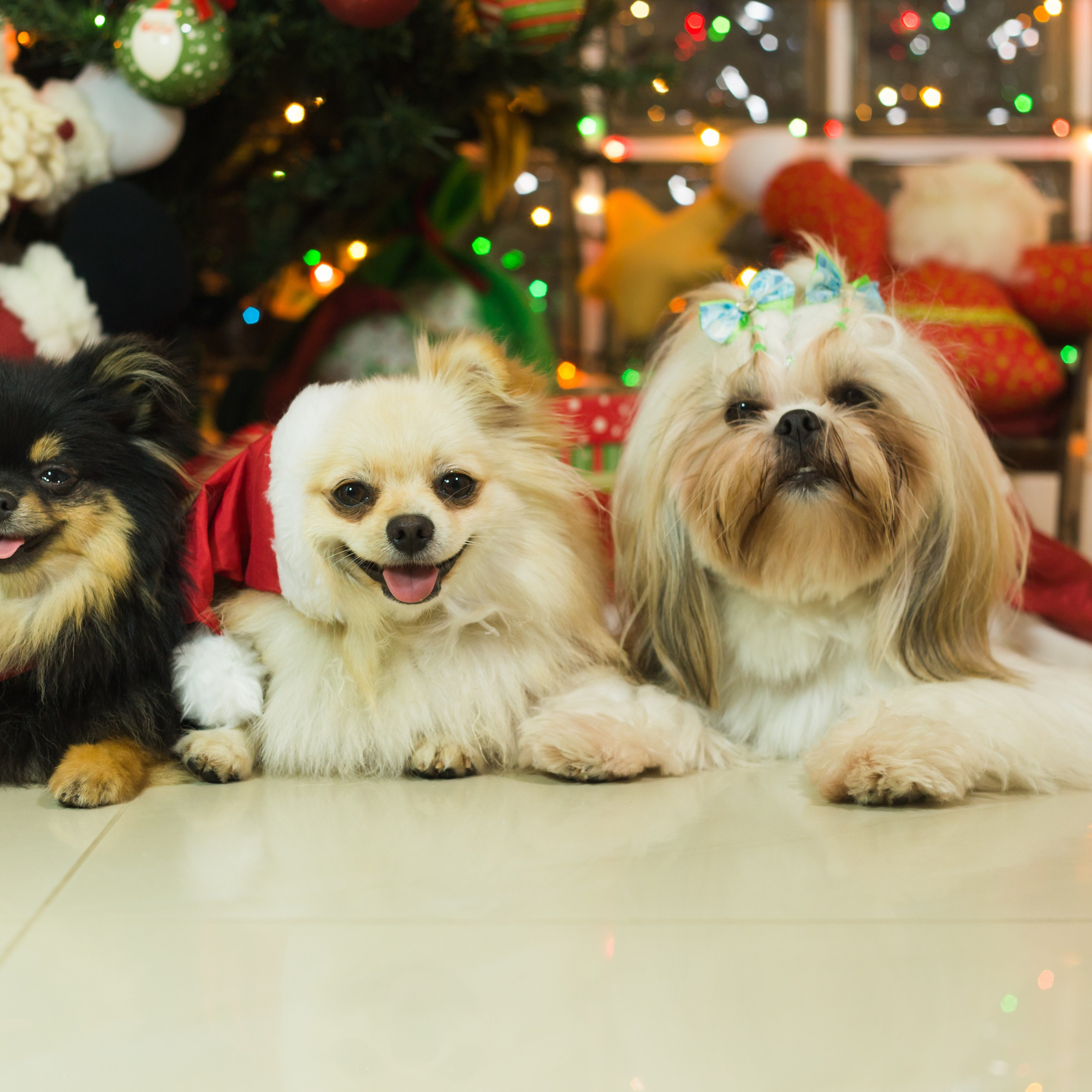 🐾 Um Natal cheio de amor, no cantinho deles.