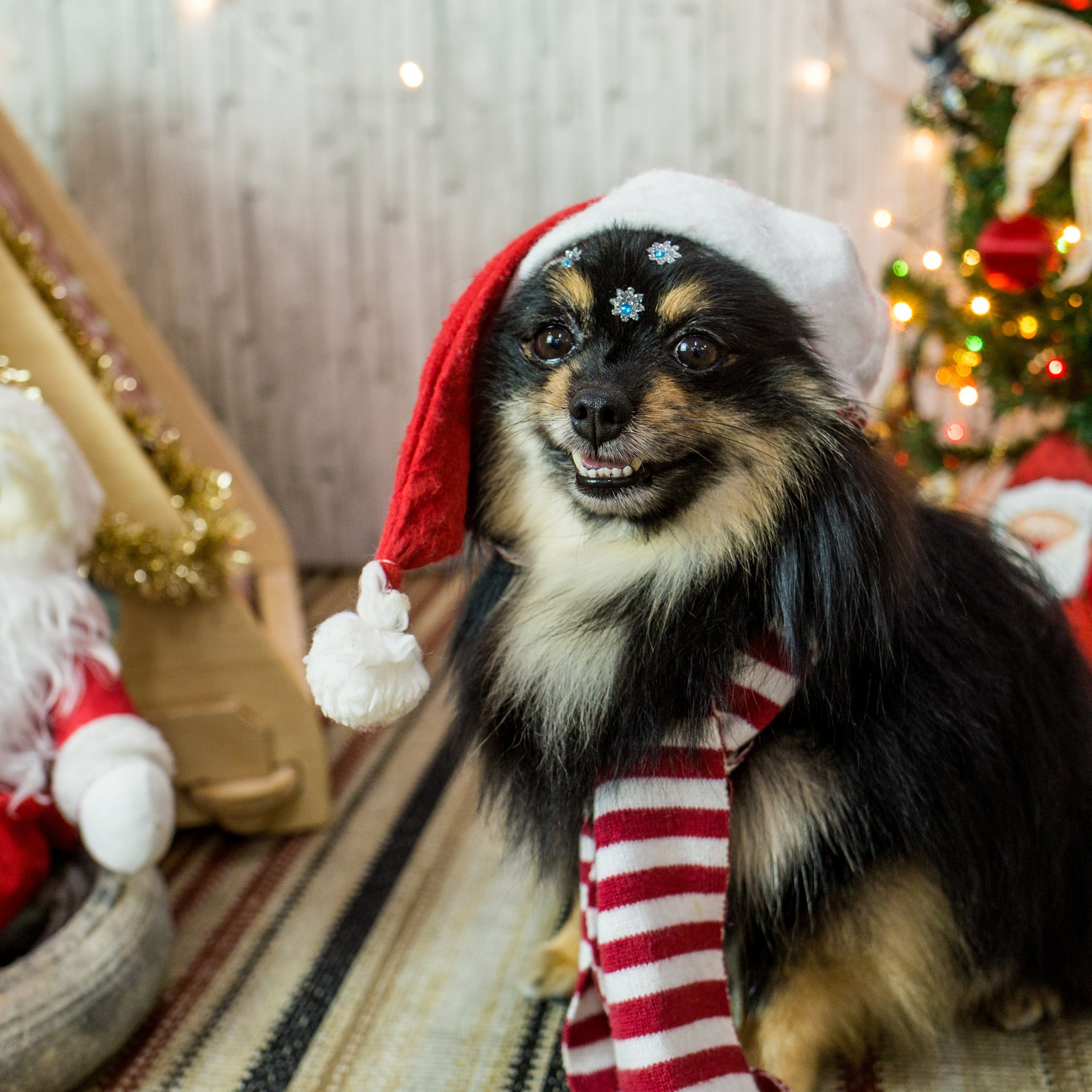 2019 — Natal encantado dos Pets
