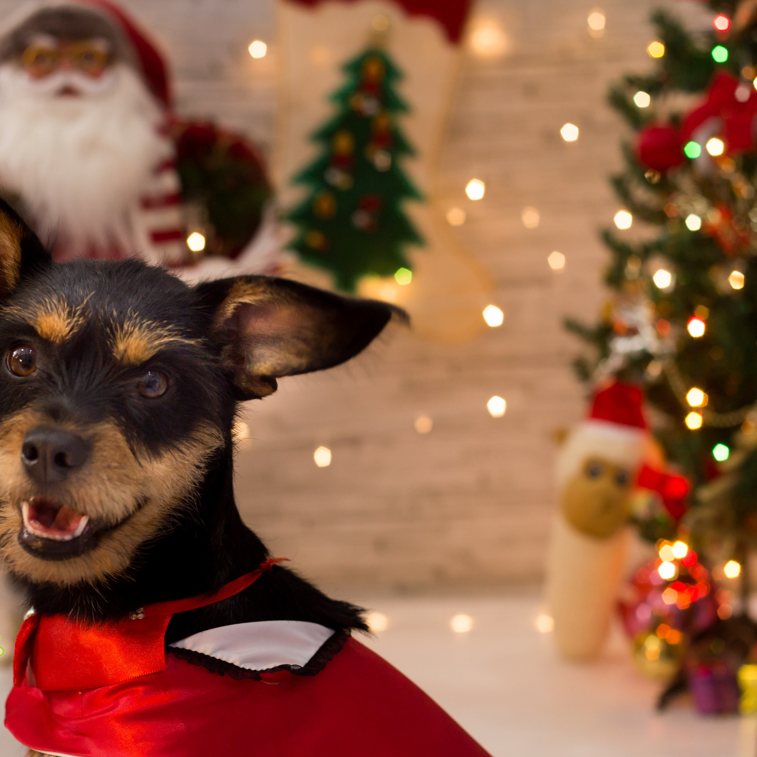2018 — Natal encantado dos Pets