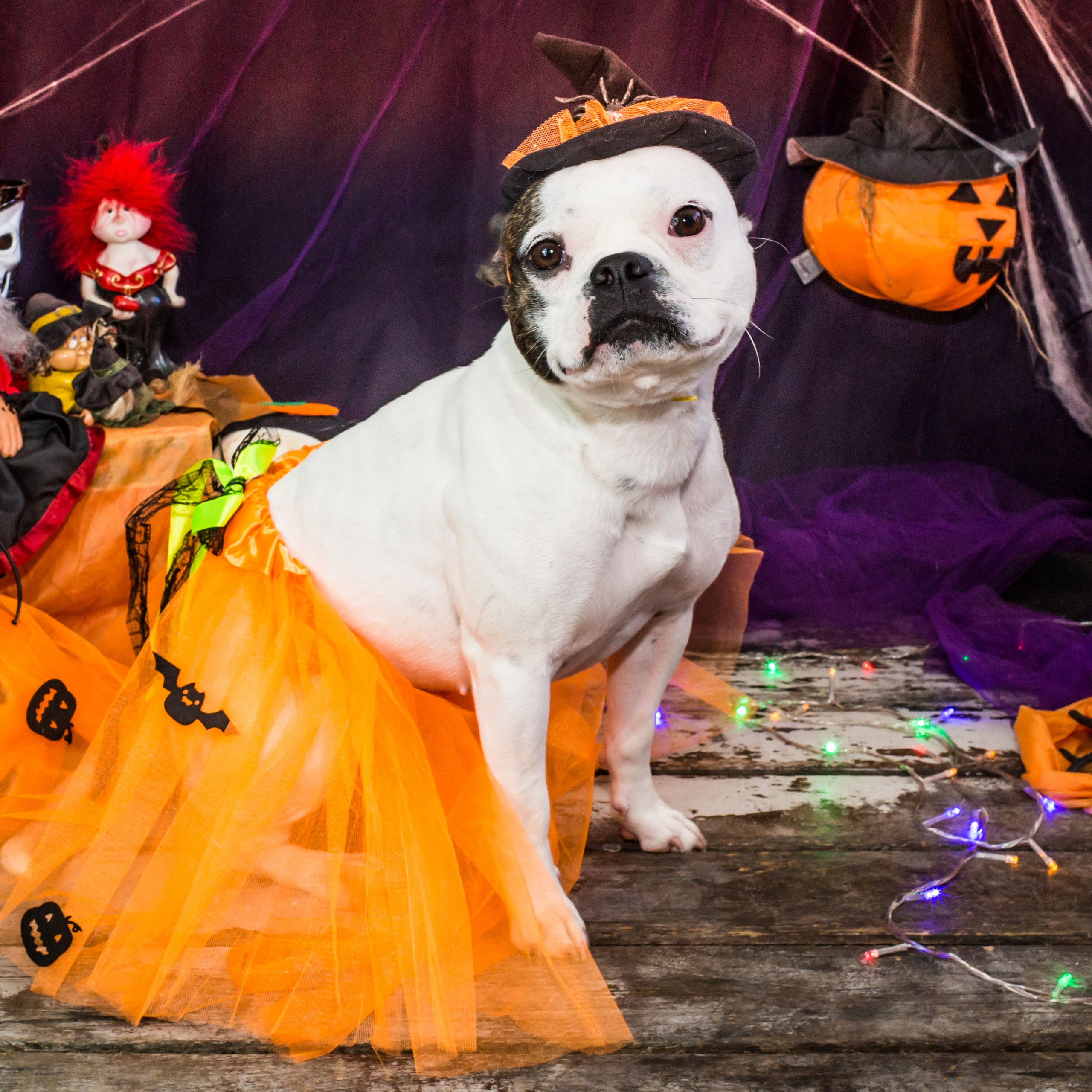Hallowen — 2020 Doces ou travessuras