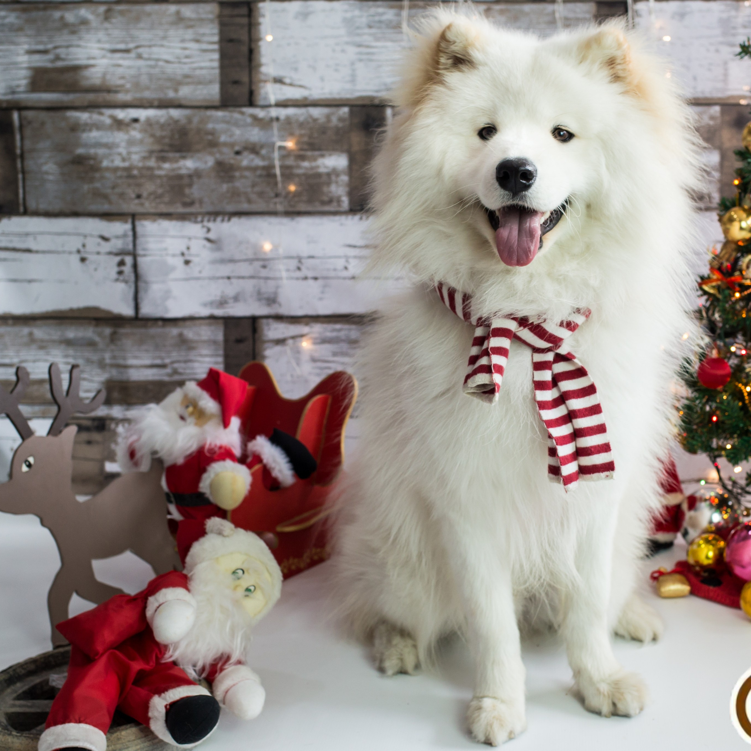 2019 — Natal encantado dos Pets
