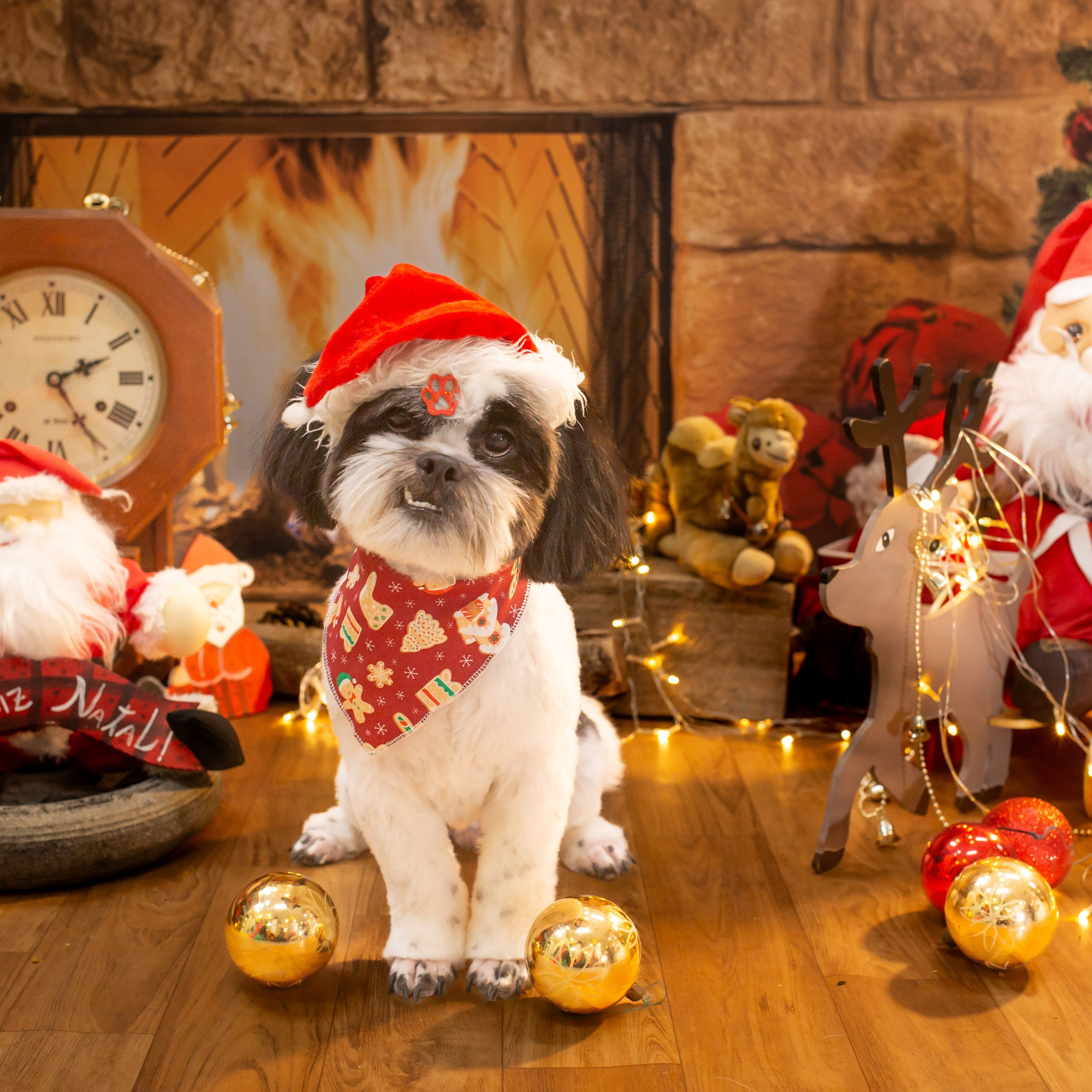 2023 — Natal encantado dos Pets — Super Pet Show