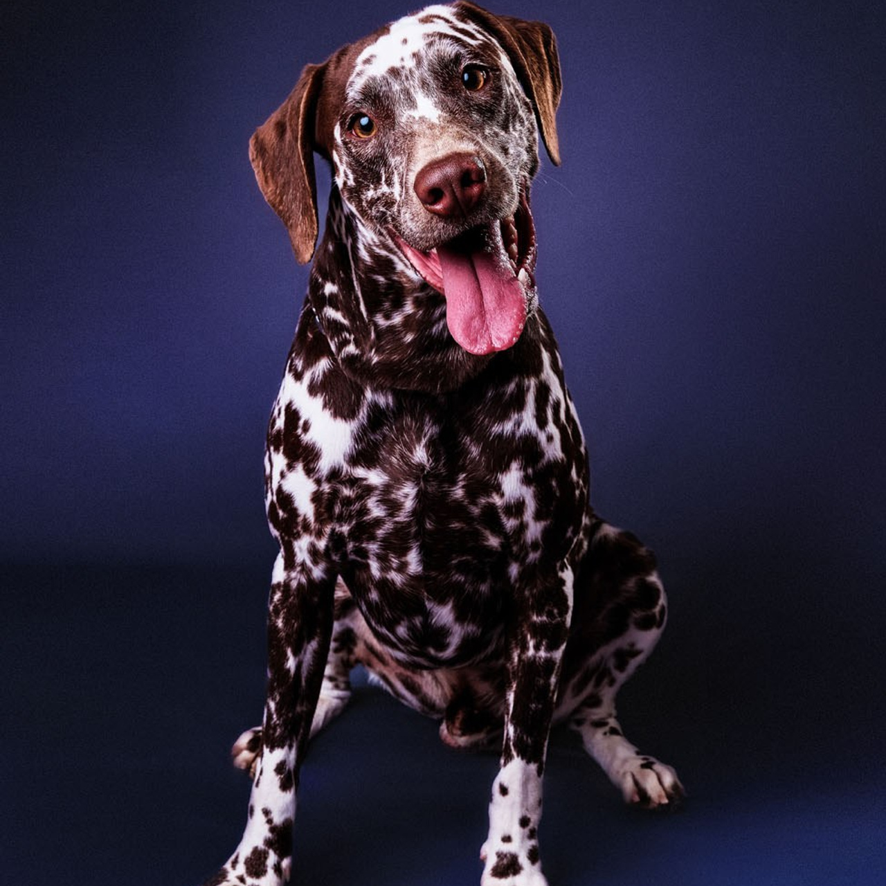 Pet